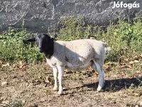 Widder, Dorper sheep — Foto 5