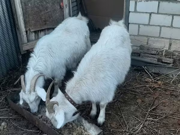 Chèvre, Saanen goat