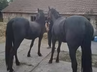Pastuv, Friesian — fotografija 3