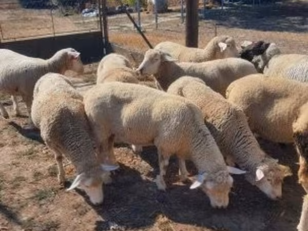 Qoç, Ile-de-France sheep