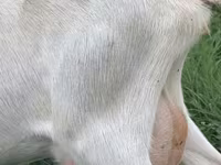 Ешкі, Saanen goat — 3-сурет