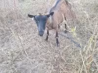 बकरी, Alpine goat — फ़ोटो 2