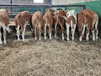 Bull, Simmental cattle — photo 2