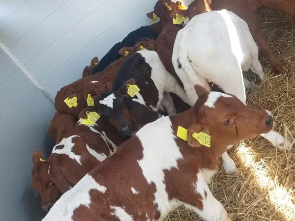 Bik, Simmental cattle