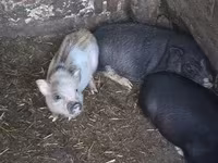 Cerda, Cerdos — foto 1