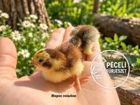 Quails — fotografija 5