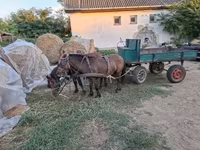 Horse (M), Horses — photo 4
