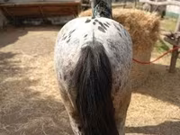 Hengst, Appaloosa — Foto 2