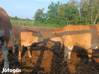 بقرة, Simmental cattle — الصورة 4