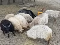 Widder, Racka sheep — Foto 1
