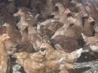Chickens — Foto 6