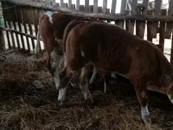 Бик, Simmental cattle