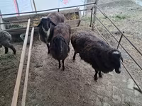 Qoyunlar (partiya, cinsi göstərilməyib), Qoyunlar — foto 2