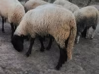 Oveja, Tsigai sheep — foto 4