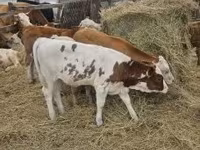 公牛, Simmental cattle — 照片 8