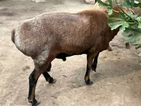 Ovan, Edilbay sheep — fotografija 3