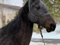 Kobyła, Akhal-Teke — zdjęcie 4