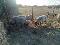 Ovca, White Suffolk sheep — fotografija 4