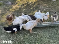 Ducks — الصورة 2