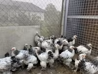 Brahma — Foto 3