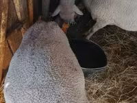 Oveja, Merino sheep — foto 1