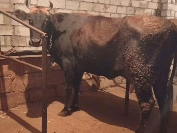 गाय, मवेशी