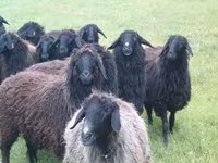 Brebis, Moutons — photo 1