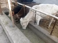 Bull, Cattle — photo 4