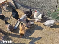 Chickens — Foto 4