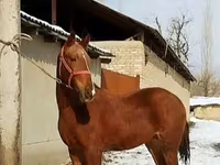 Horse (M), Karabair horse — photo 5