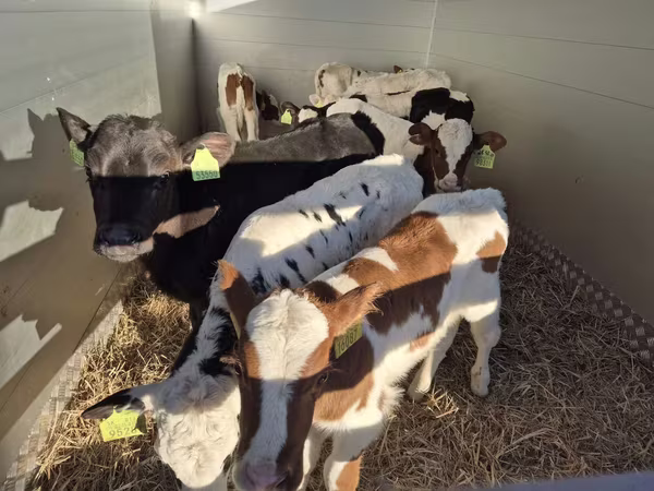 Touro, Simmental cattle