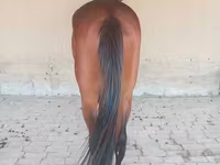 Pastuv, Arabian horse — fotografija 3
