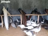 Chickens — 照片 1