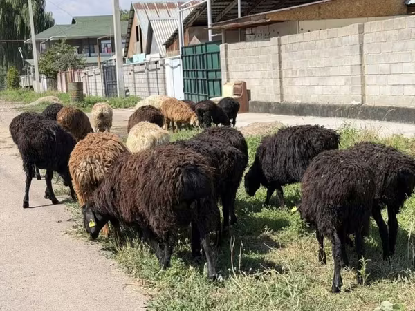 Carnero, Ovejas