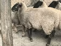 Oveja, White Suffolk sheep — foto 1
