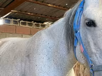 Jument, Chevaux — photo 3