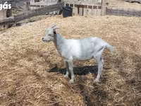 公山羊, Goats — 照片 2