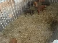 नर सूअर — फ़ोटो 1
