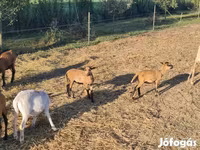 Carnero, Cameroon sheep — foto 3
