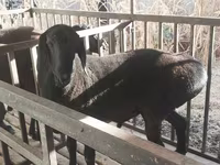 Ovan, Aland sheep — fotografija 2