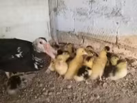 Ducks — 照片 2