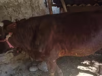 Byk, Bydło — zdjęcie 1