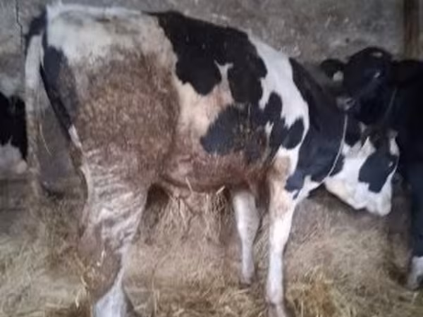 公牛, Russian Black pied cattle