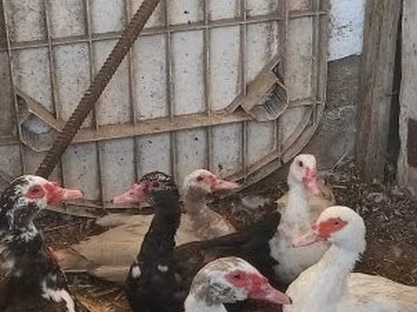 Ducks — Macarıstan