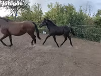Caballo, Caballos — foto 1