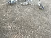 Ducks — Foto 1