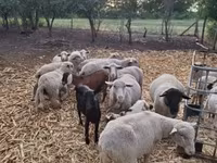 公羊, Sheep — 照片 4