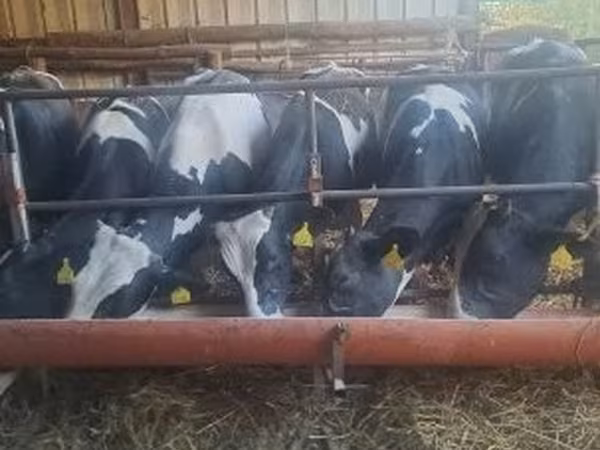 Sigir, Russian Black pied cattle — Vengriya