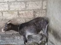 Echki, Echkilar — 3-rasm