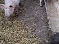 Boar, Pigs — photo 3